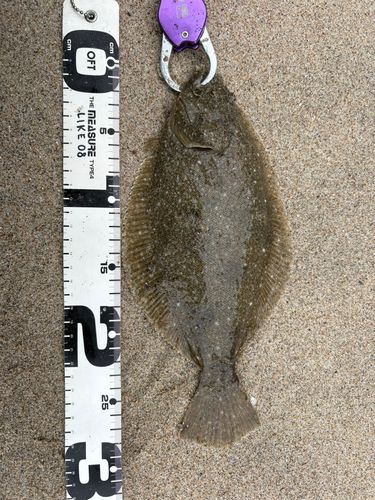 ソゲの釣果