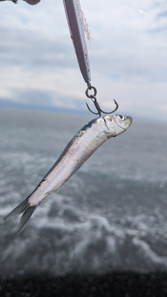 カタクチイワシの釣果