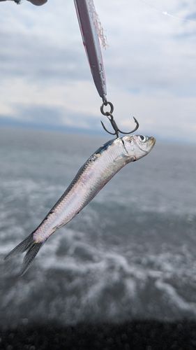 カタクチイワシの釣果
