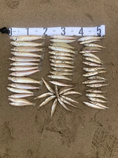 シロギスの釣果