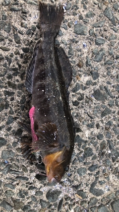 アイナメの釣果