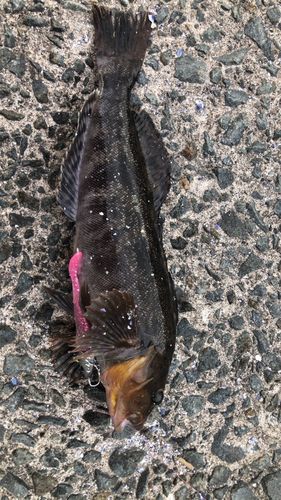 アイナメの釣果