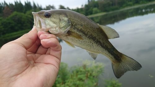 ブラックバスの釣果