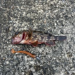 カサゴ