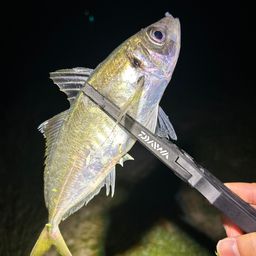 アジ