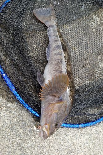 アイナメの釣果