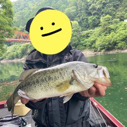 ブラックバス