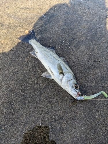 セイゴ（マルスズキ）の釣果