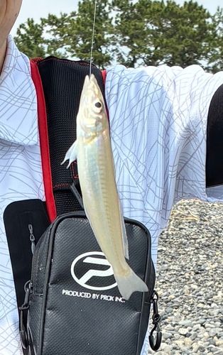 シロギスの釣果