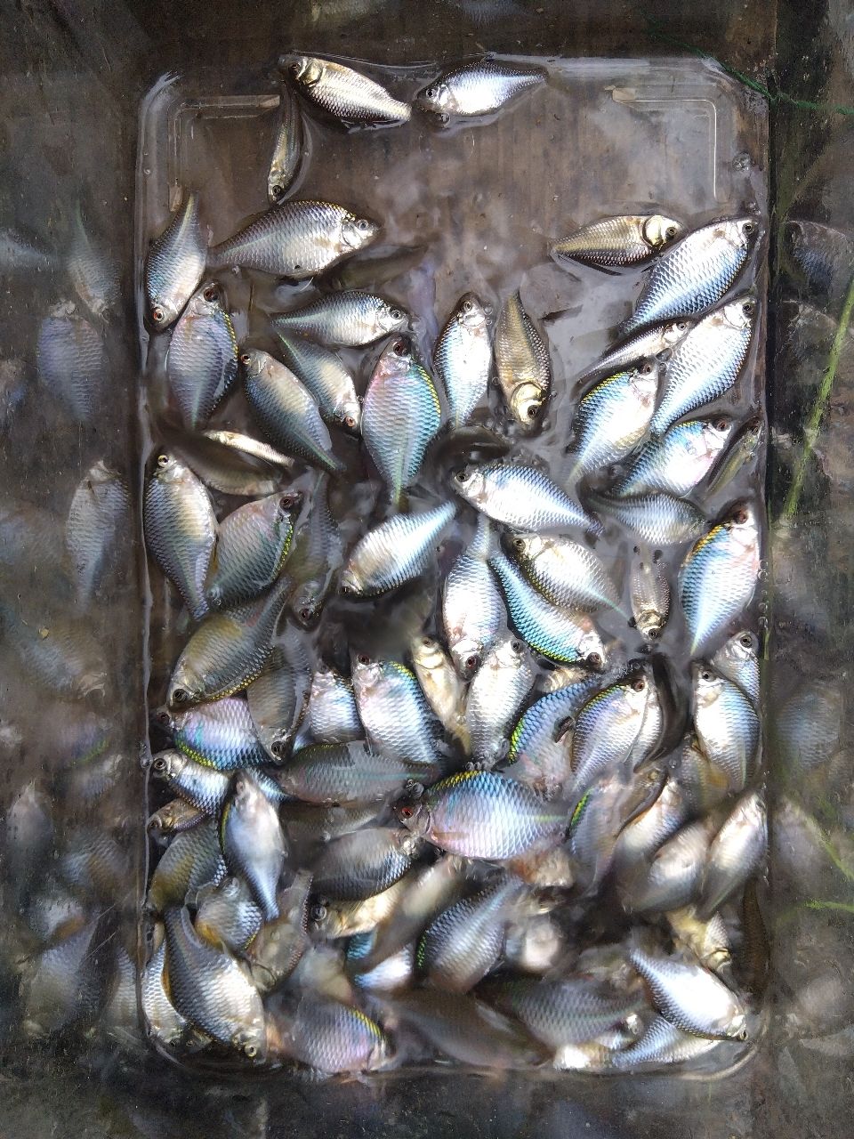 タイリクバラタナゴ