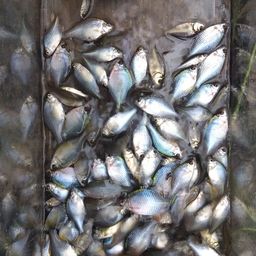 タイリクバラタナゴ