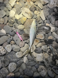 サワラの釣果