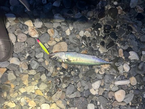 サバの釣果