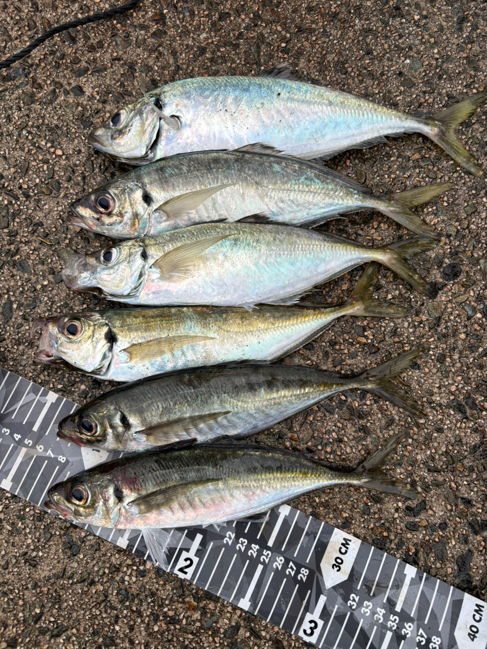 SHIMANO 21ソアレXR S60SUL-Sの最安値・インプレ・釣果 | 本音の