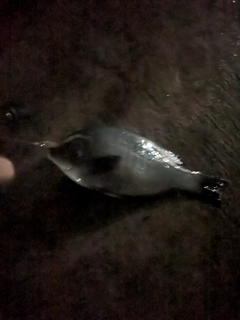 メジナの釣果