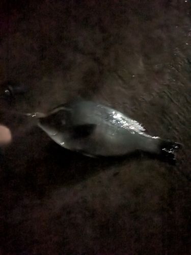 メジナの釣果