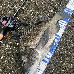 クロダイ
