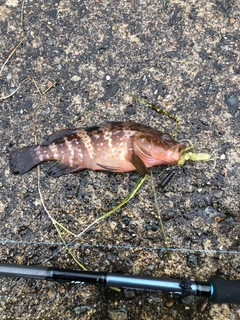 キジハタの釣果