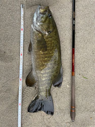 スモールマウスバスの釣果