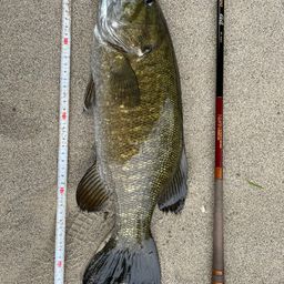 スモールマウスバス