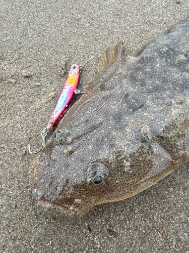 マゴチの釣果