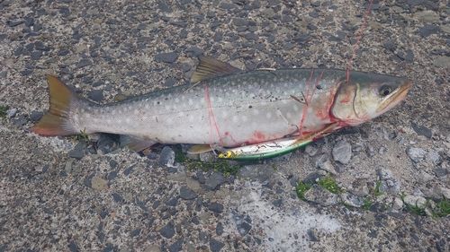 アメマスの釣果
