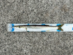 アカカマスの釣果