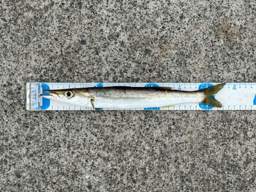 アカカマスの釣果