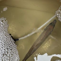 アジ