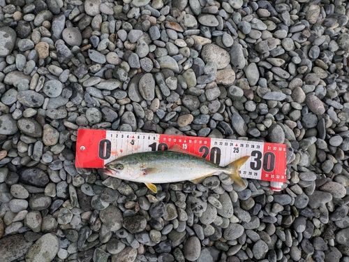 ワカシの釣果