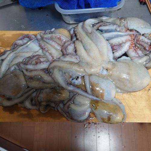 マダコの釣果