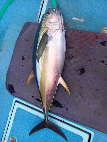 キメジの釣果