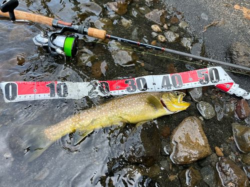 アメマスの釣果