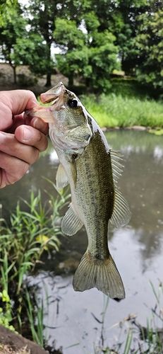 ブラックバスの釣果