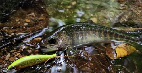 ニッコウイワナの釣果