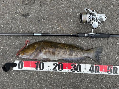 アイナメの釣果