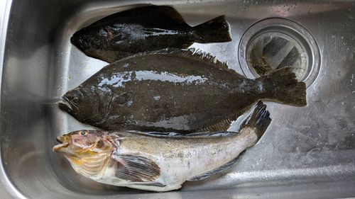ヒラメの釣果