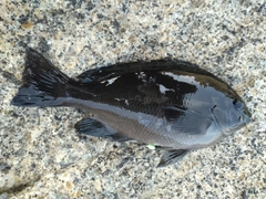 メジナの釣果