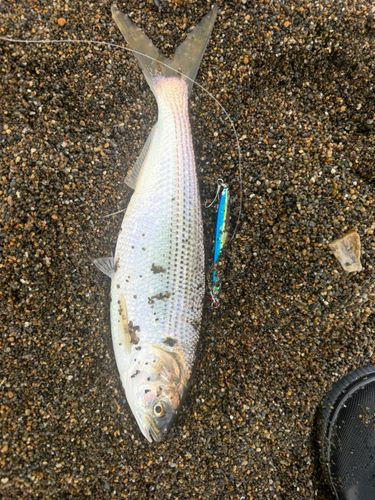 コノシロの釣果