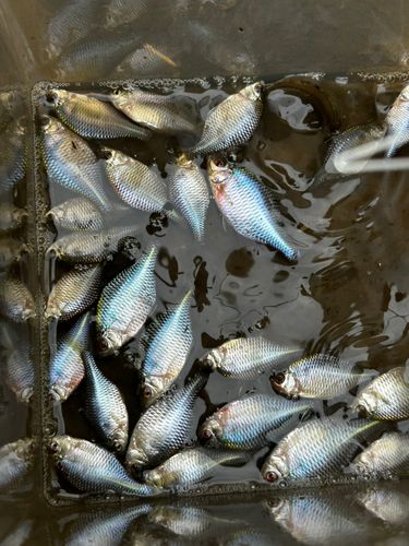 タイリクバラタナゴの釣果