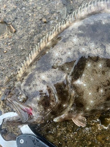 ヒラメの釣果
