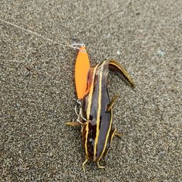 ゴンズイ