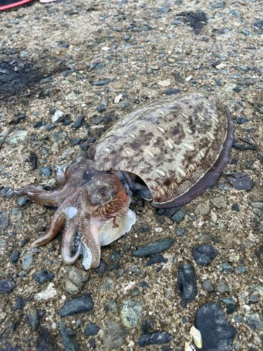コウイカの釣果