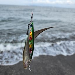 シタビラメ