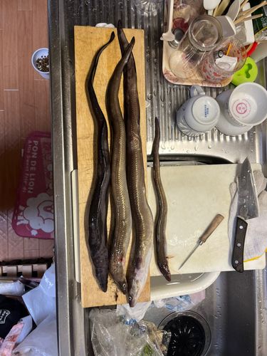 アナゴの釣果
