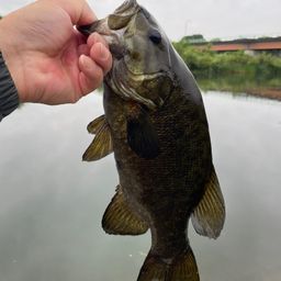 スモールマウスバス