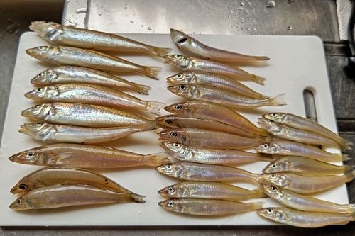 キスの釣果