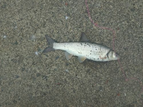 ウグイの釣果