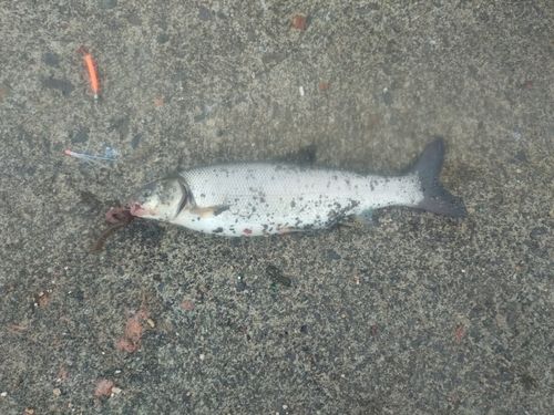 ウグイの釣果
