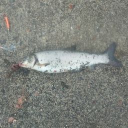 ウグイ